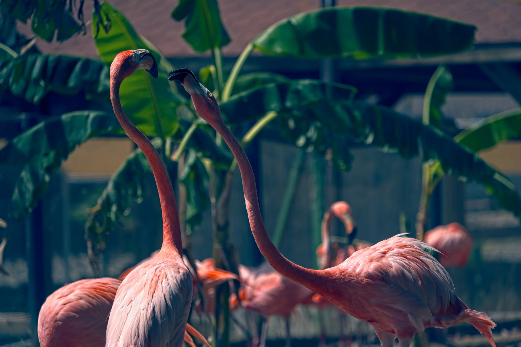 Wildlife